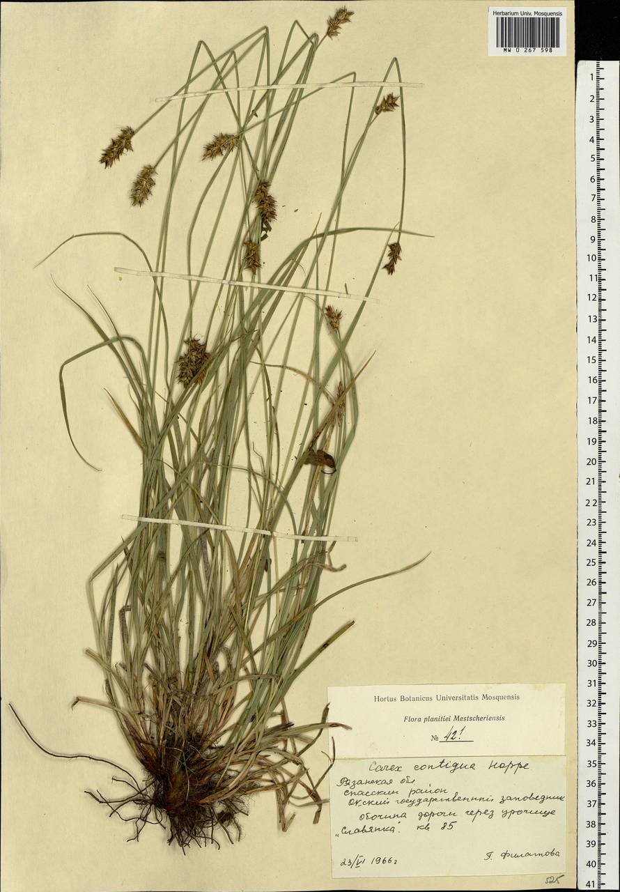 Carex spicata subsp. spicata, Eastern Europe, Central region (E4) (Russia)