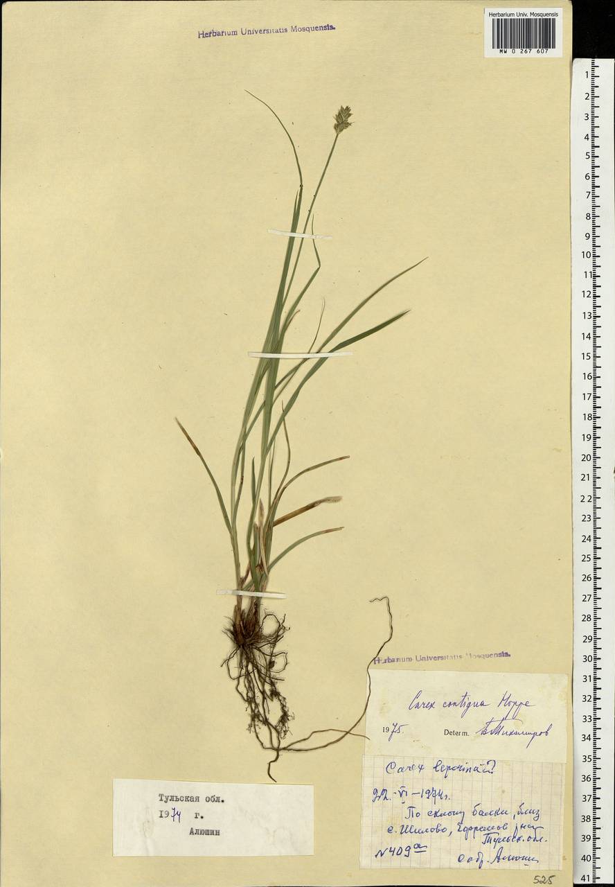 Carex spicata subsp. spicata, Eastern Europe, Central region (E4) (Russia)