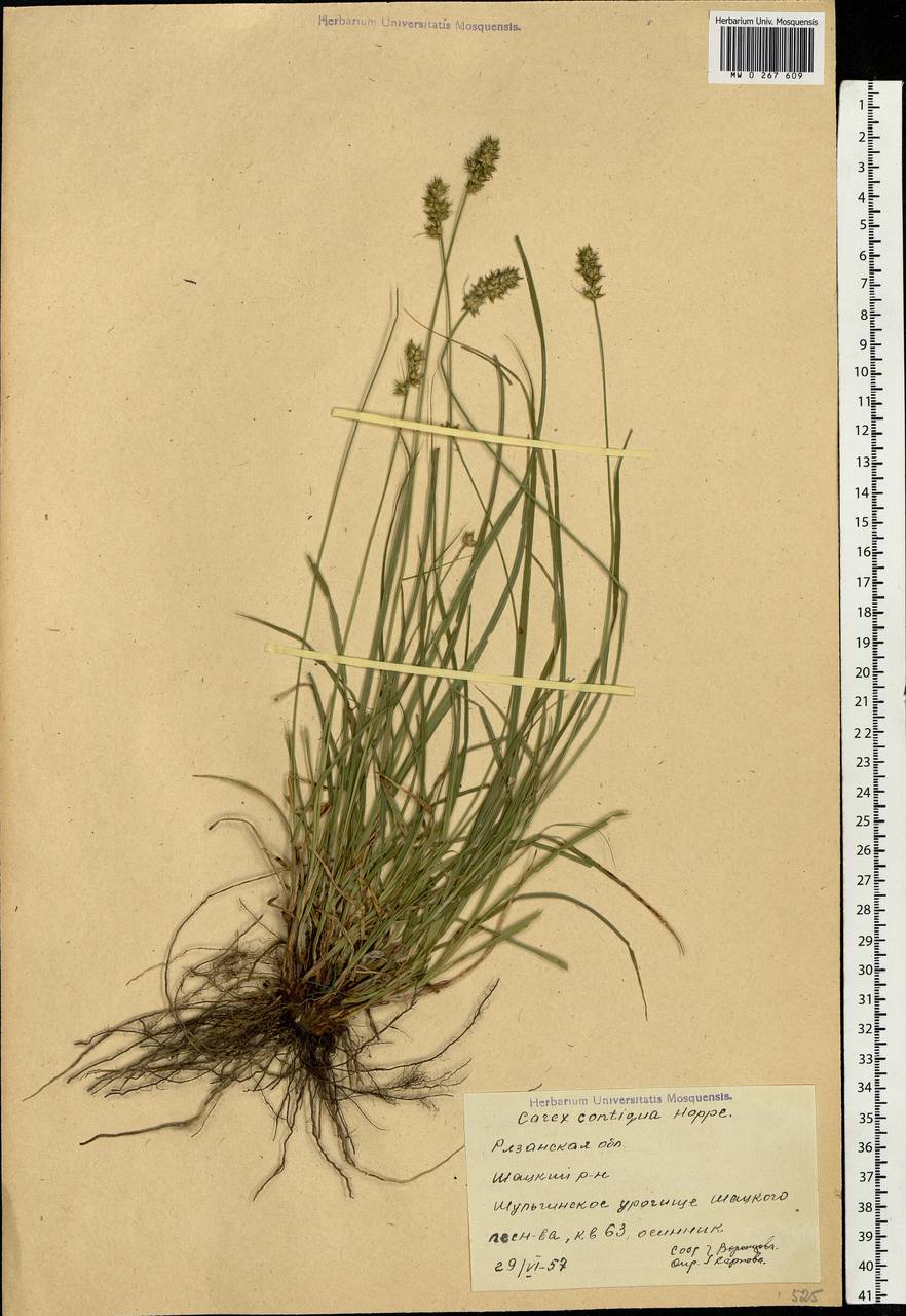 Carex spicata subsp. spicata, Eastern Europe, Central region (E4) (Russia)