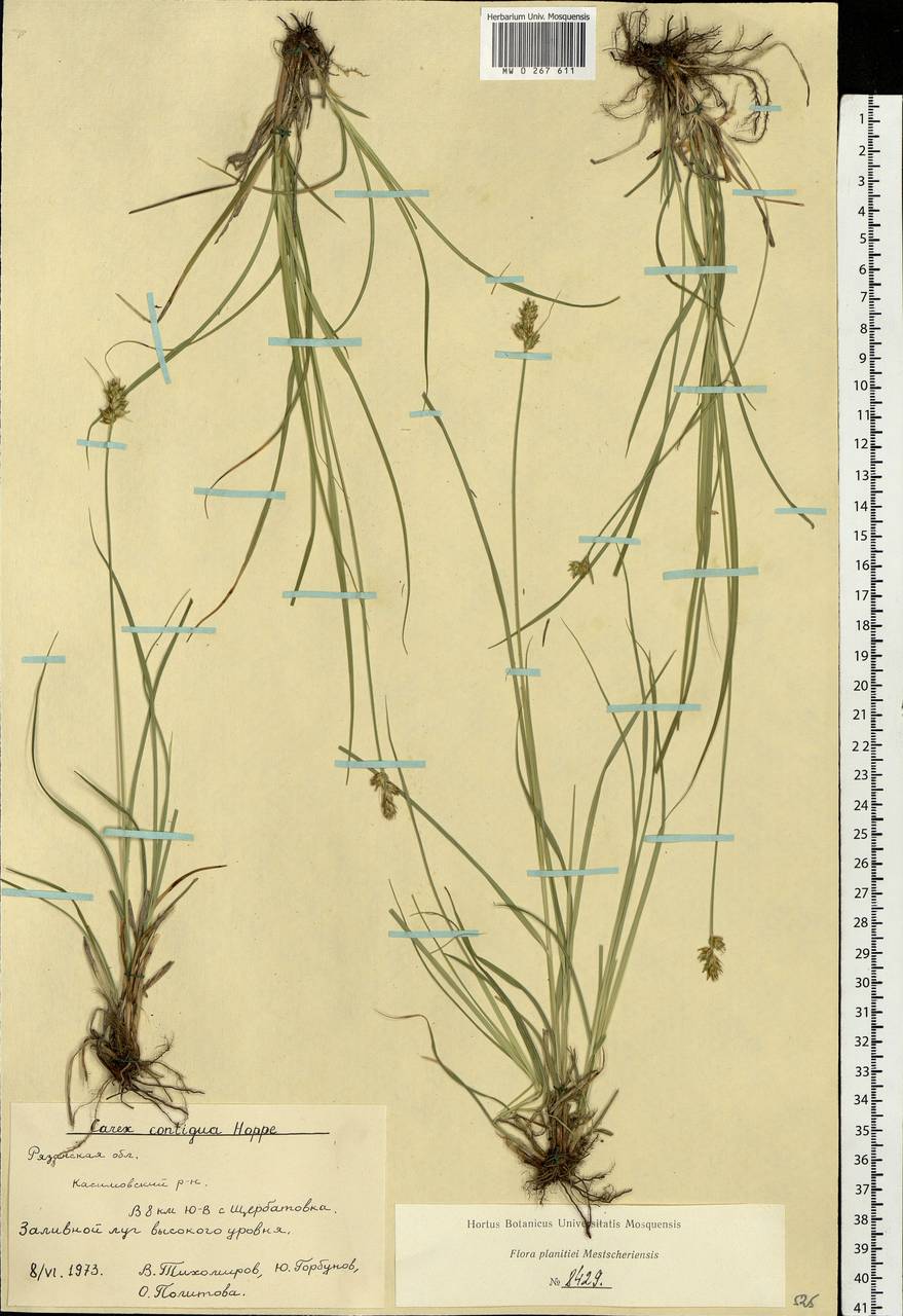 Carex spicata subsp. spicata, Eastern Europe, Central region (E4) (Russia)