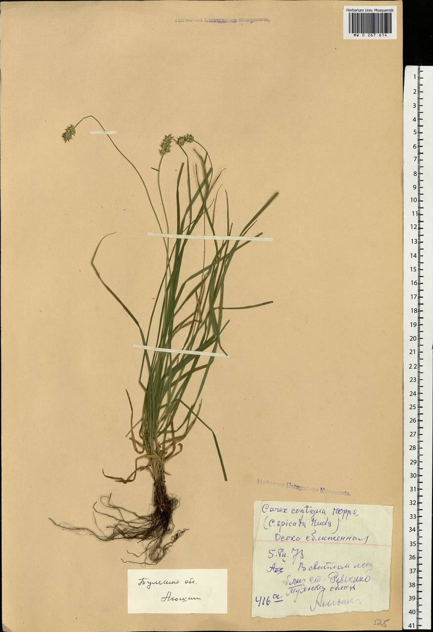 Carex spicata subsp. spicata, Eastern Europe, Central region (E4) (Russia)