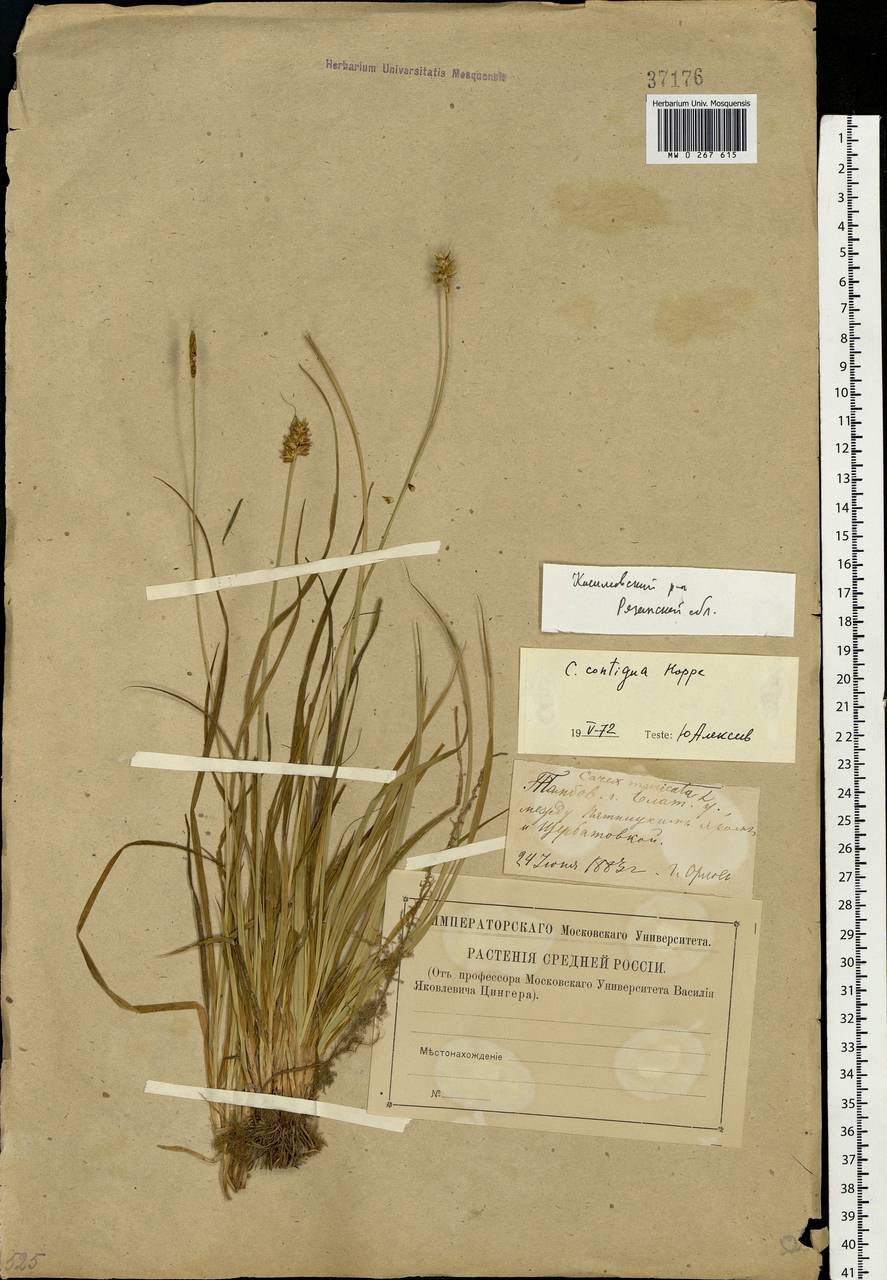 Carex spicata subsp. spicata, Eastern Europe, Central region (E4) (Russia)