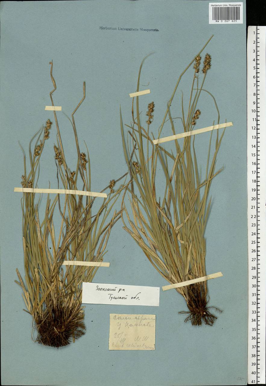 Carex spicata subsp. spicata, Eastern Europe, Central region (E4) (Russia)