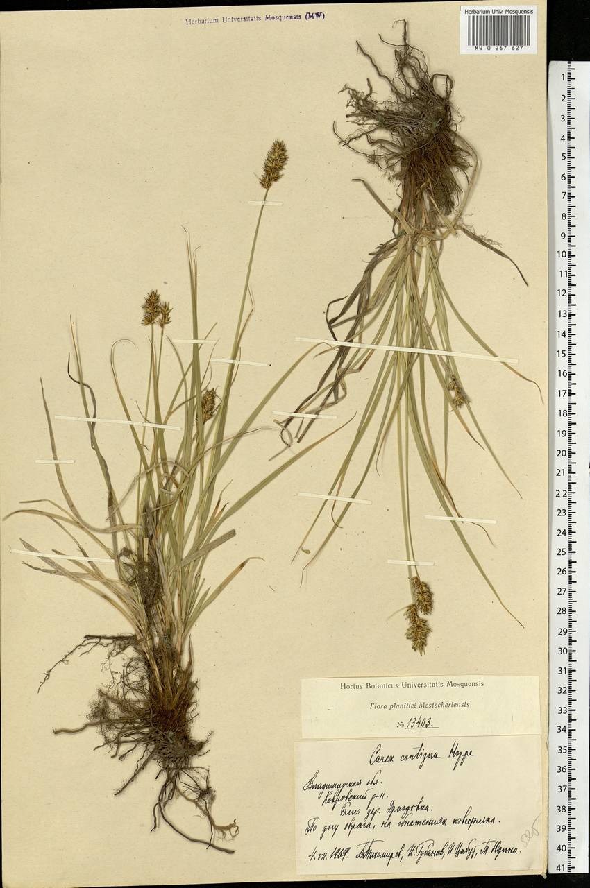 Carex spicata subsp. spicata, Eastern Europe, Central region (E4) (Russia)