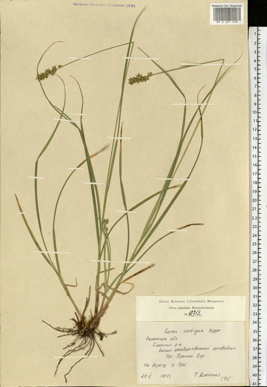 Carex spicata subsp. spicata, Eastern Europe, Central region (E4) (Russia)