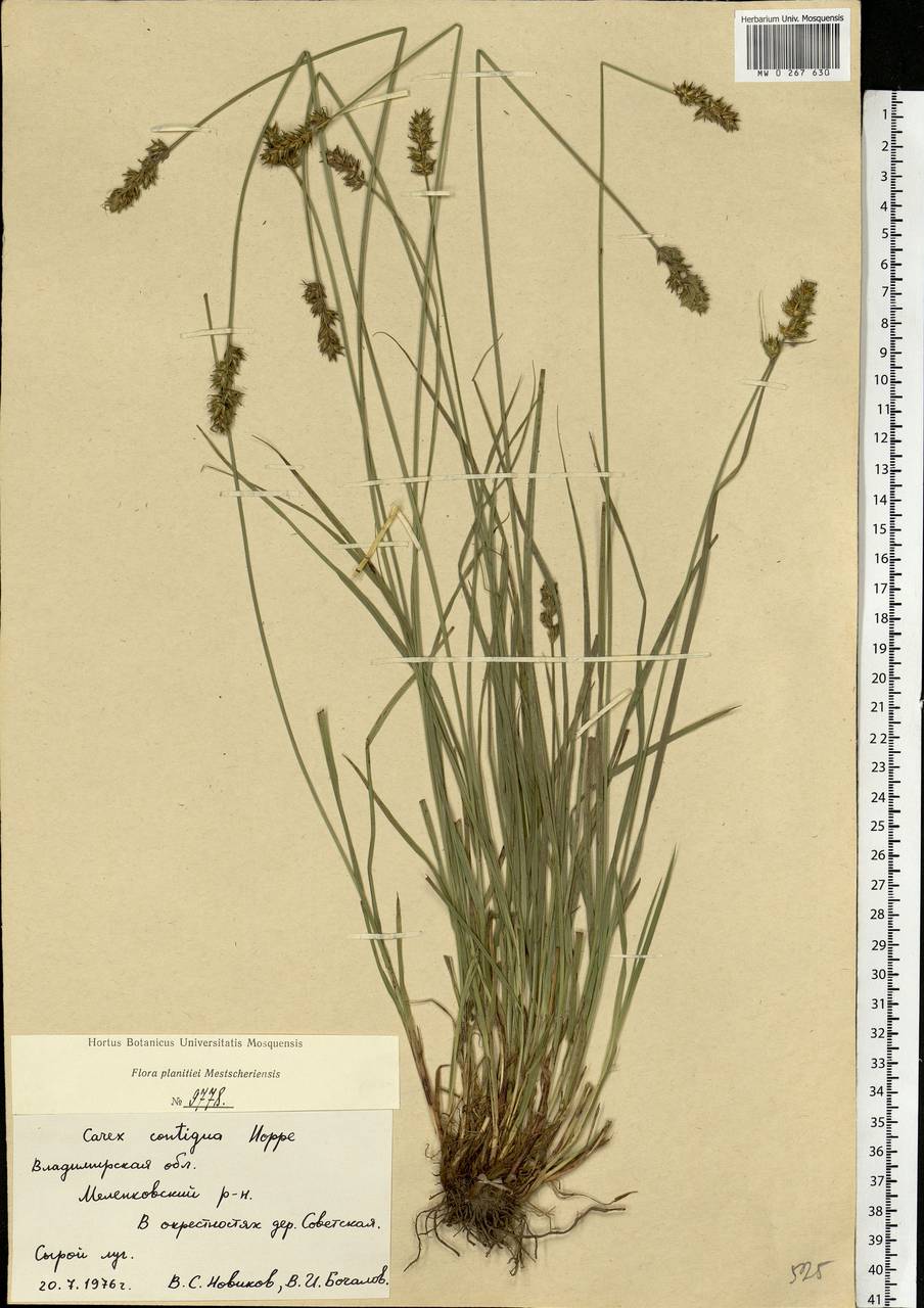 Carex spicata subsp. spicata, Eastern Europe, Central region (E4) (Russia)