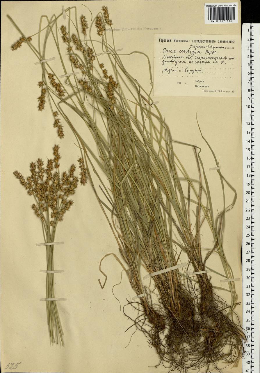 Carex spicata subsp. spicata, Eastern Europe, Moscow region (E4a) (Russia)
