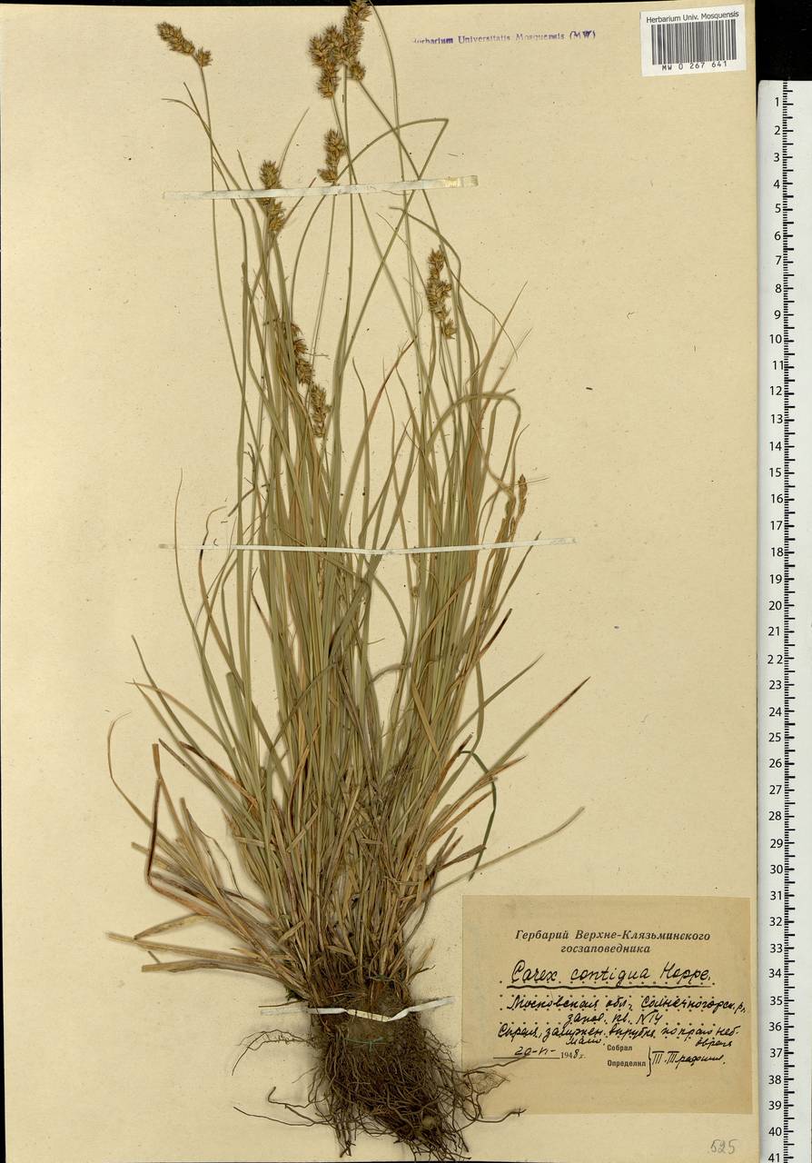 Carex spicata subsp. spicata, Eastern Europe, Moscow region (E4a) (Russia)