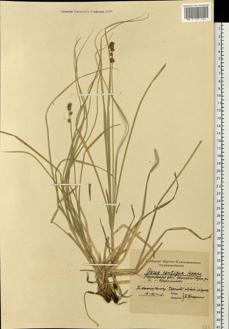 Carex spicata subsp. spicata, Eastern Europe, Moscow region (E4a) (Russia)