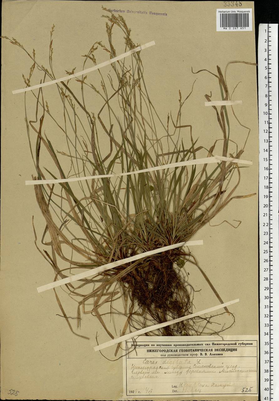 Carex digitata L., Eastern Europe, Volga-Kama region (E7) (Russia)