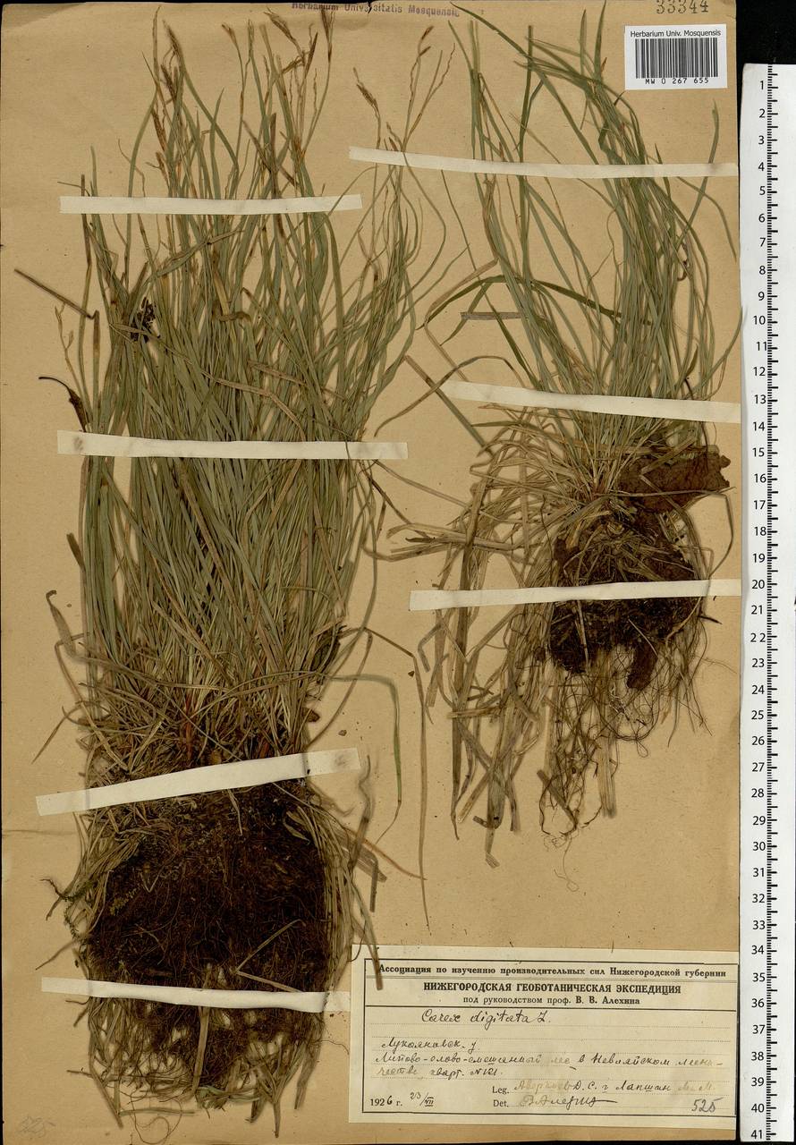 Carex digitata L., Eastern Europe, Volga-Kama region (E7) (Russia)