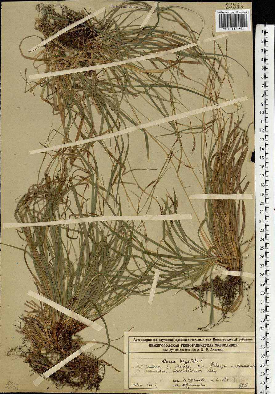 Carex digitata L., Eastern Europe, Volga-Kama region (E7) (Russia)