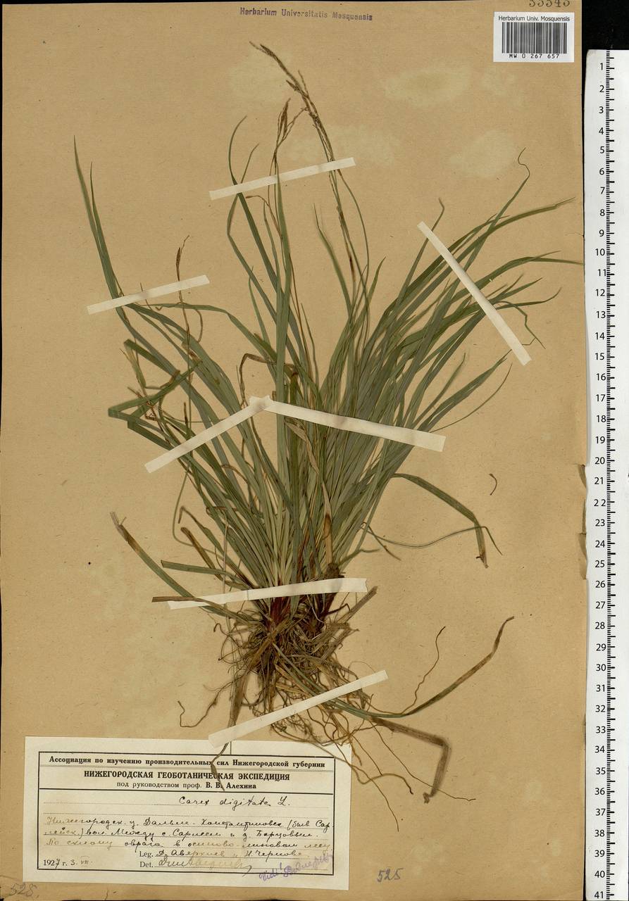 Carex digitata L., Eastern Europe, Volga-Kama region (E7) (Russia)