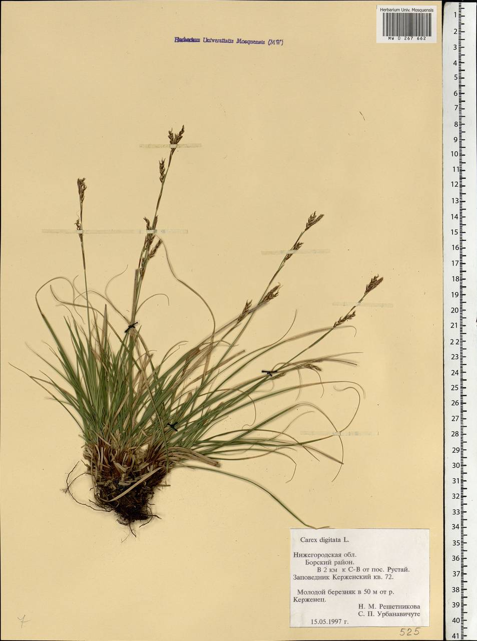 Carex digitata L., Eastern Europe, Volga-Kama region (E7) (Russia)