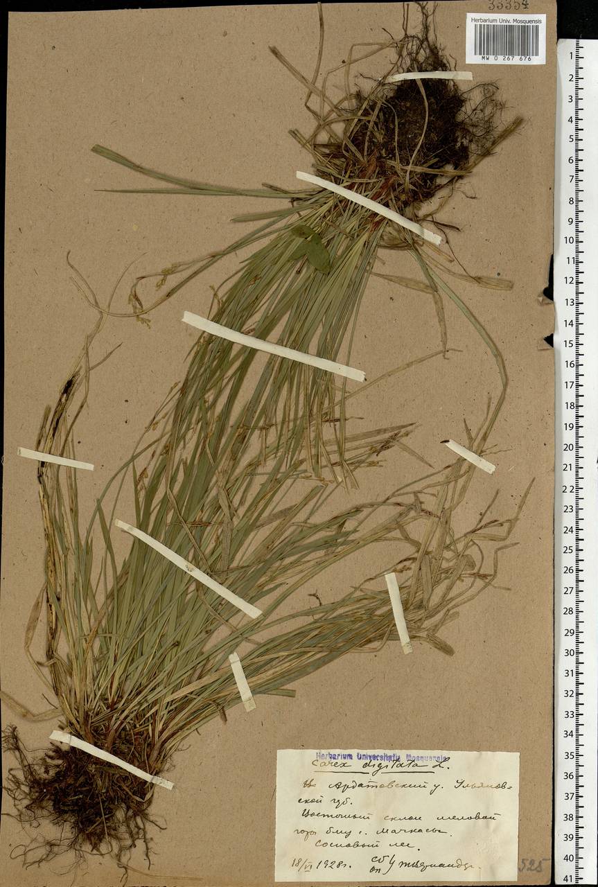 Carex digitata L., Eastern Europe, Middle Volga region (E8) (Russia)