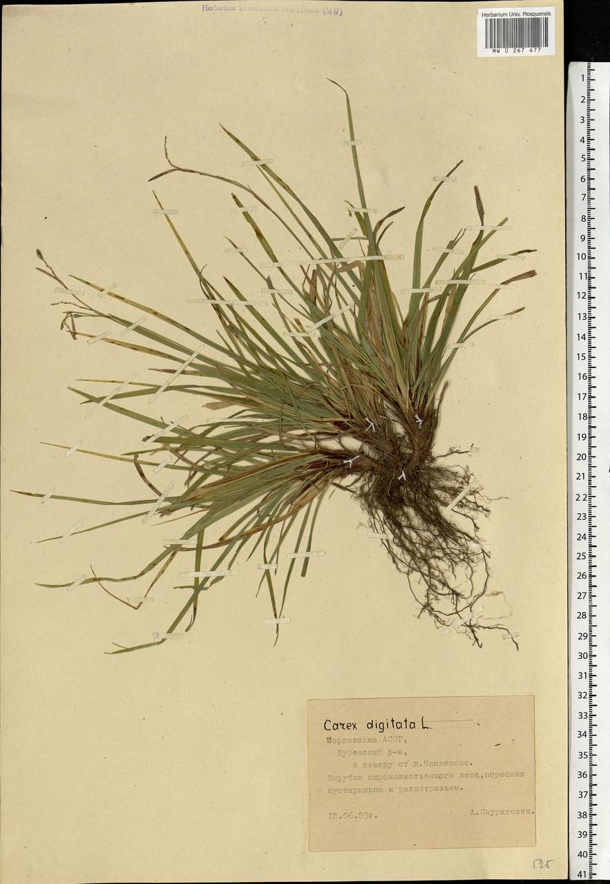 Carex digitata L., Eastern Europe, Middle Volga region (E8) (Russia)