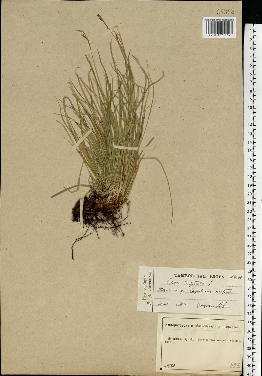 Carex digitata L., Eastern Europe, Volga-Kama region (E7) (Russia)