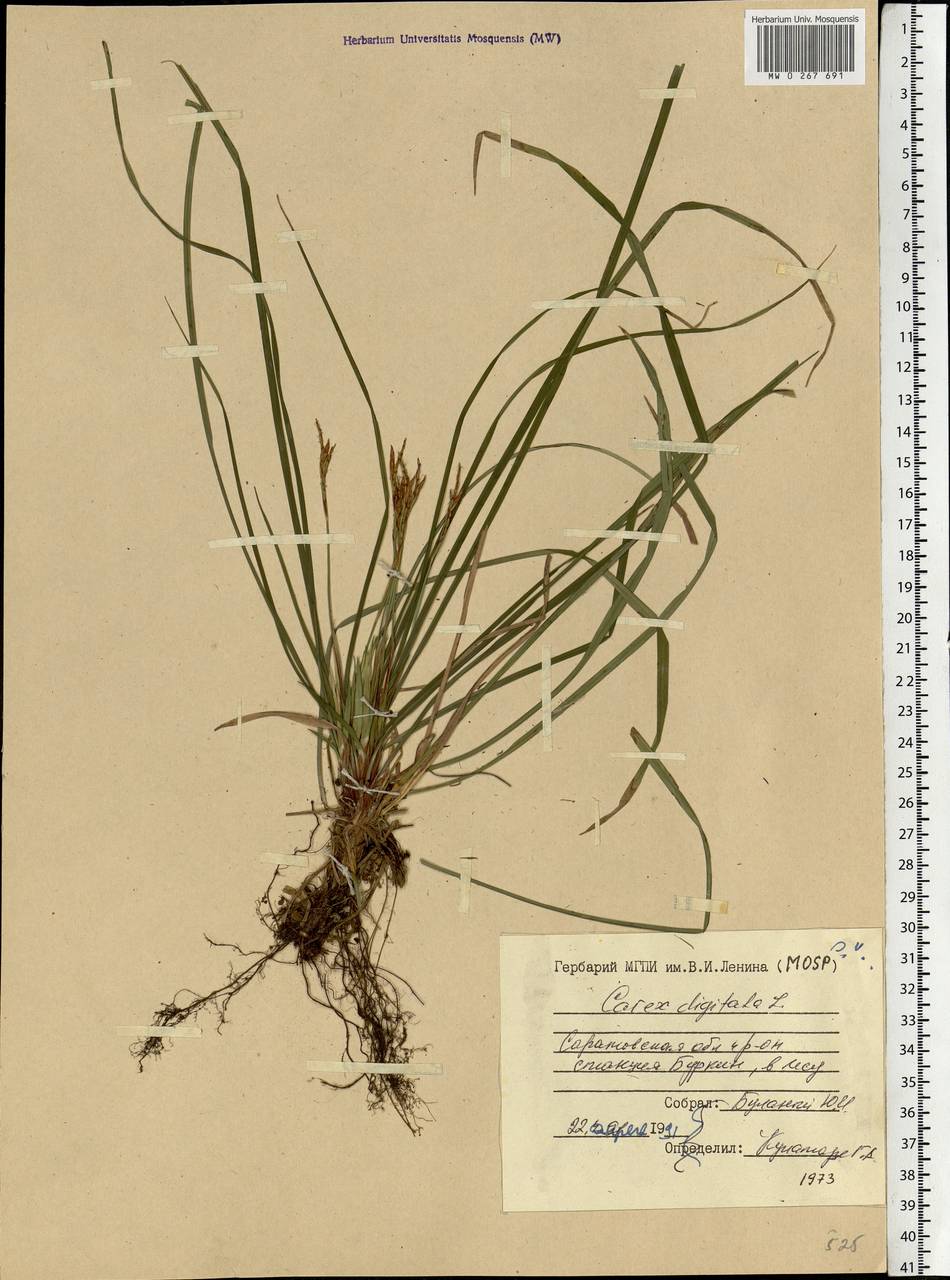 Carex digitata L., Eastern Europe, Lower Volga region (E9) (Russia)
