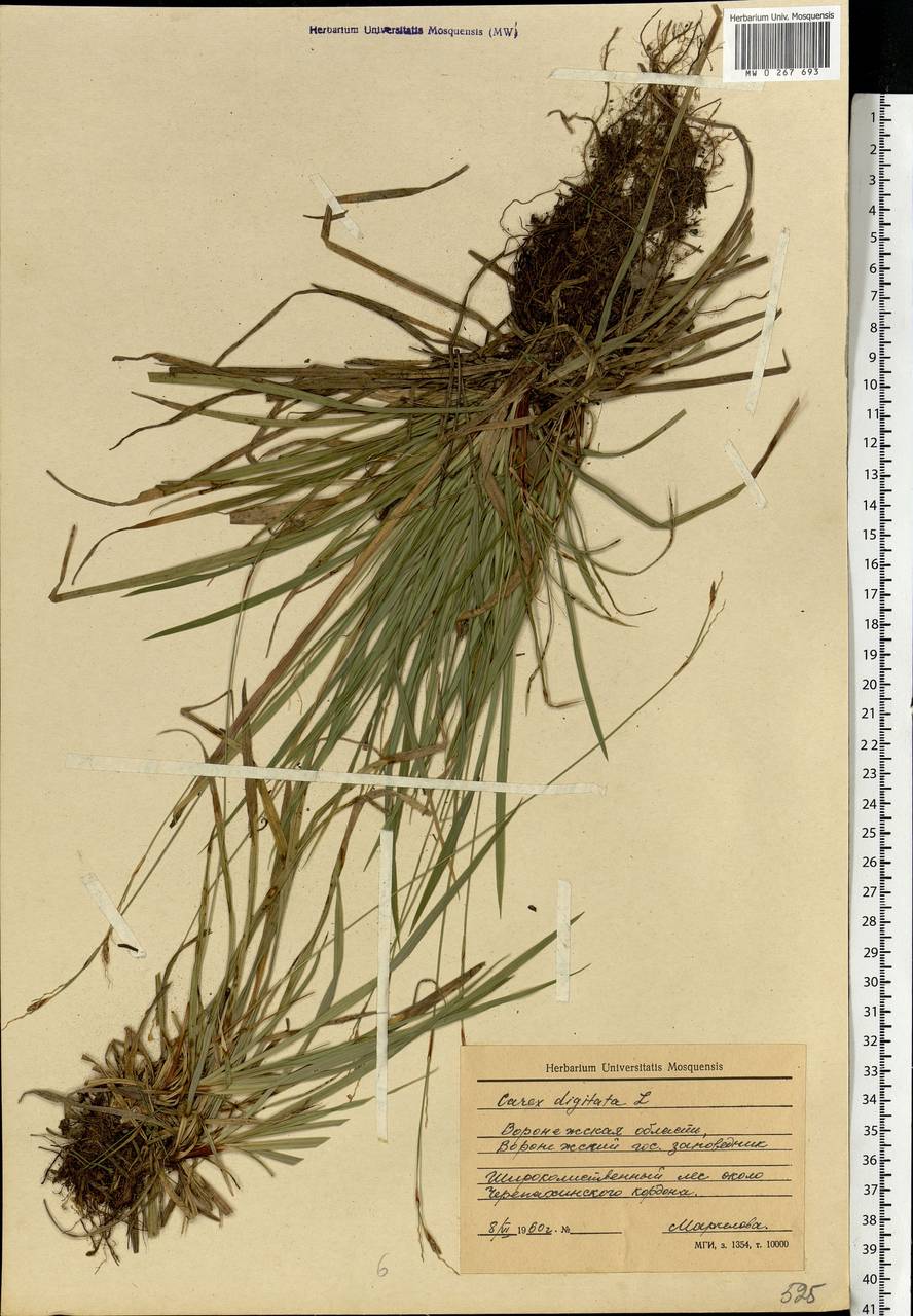 Carex digitata L., Eastern Europe, Central forest-and-steppe region (E6) (Russia)