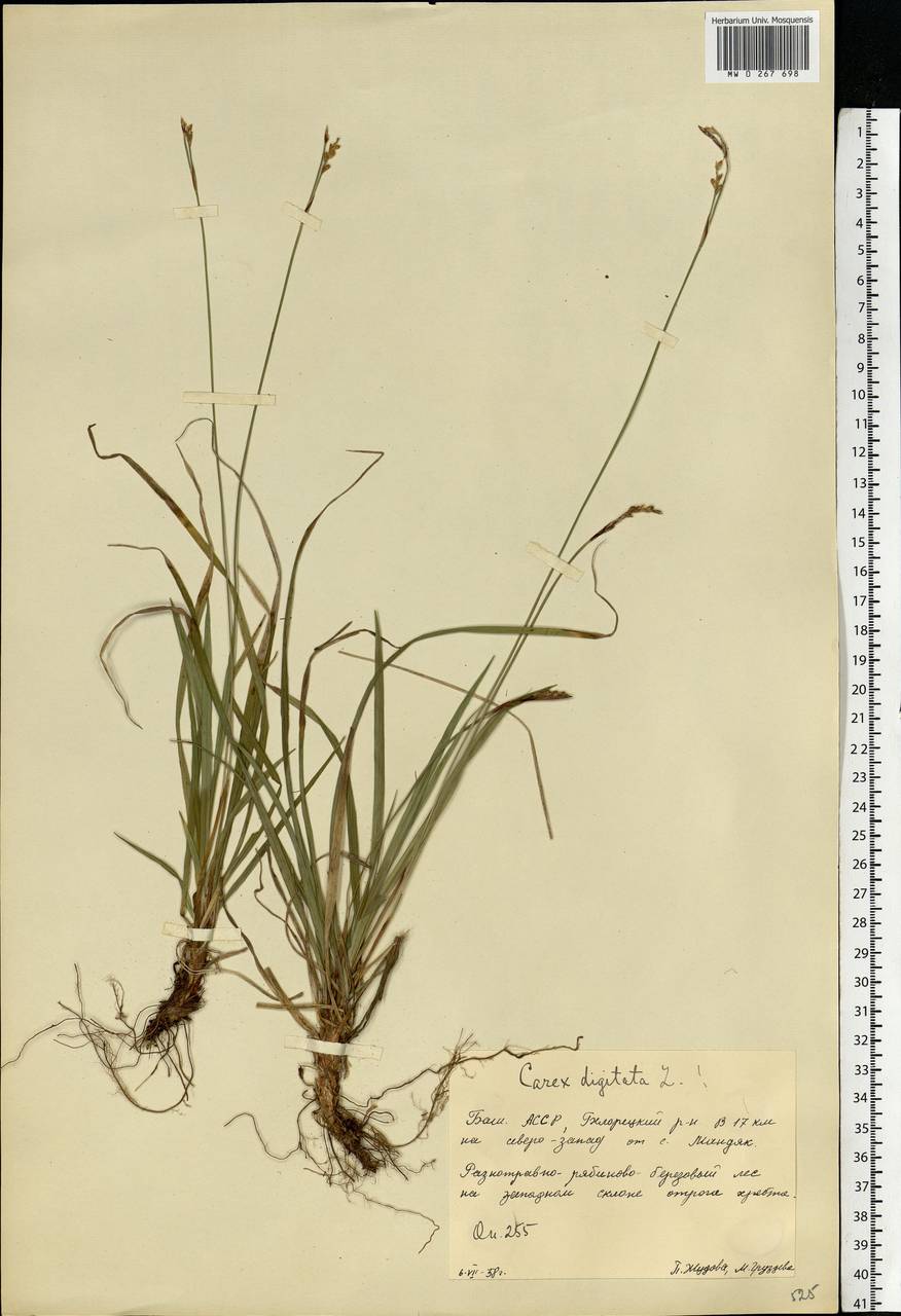 Carex digitata L., Eastern Europe, Eastern region (E10) (Russia)