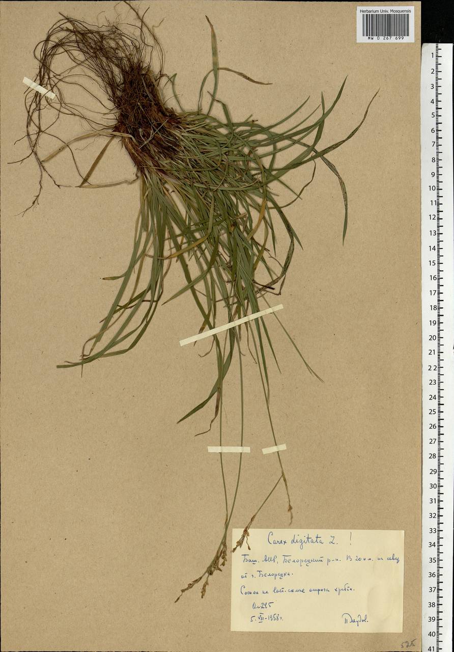 Carex digitata L., Eastern Europe, Eastern region (E10) (Russia)