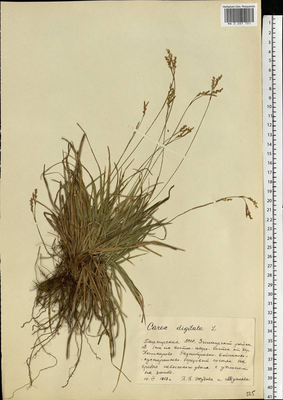 Carex digitata L., Eastern Europe, Eastern region (E10) (Russia)