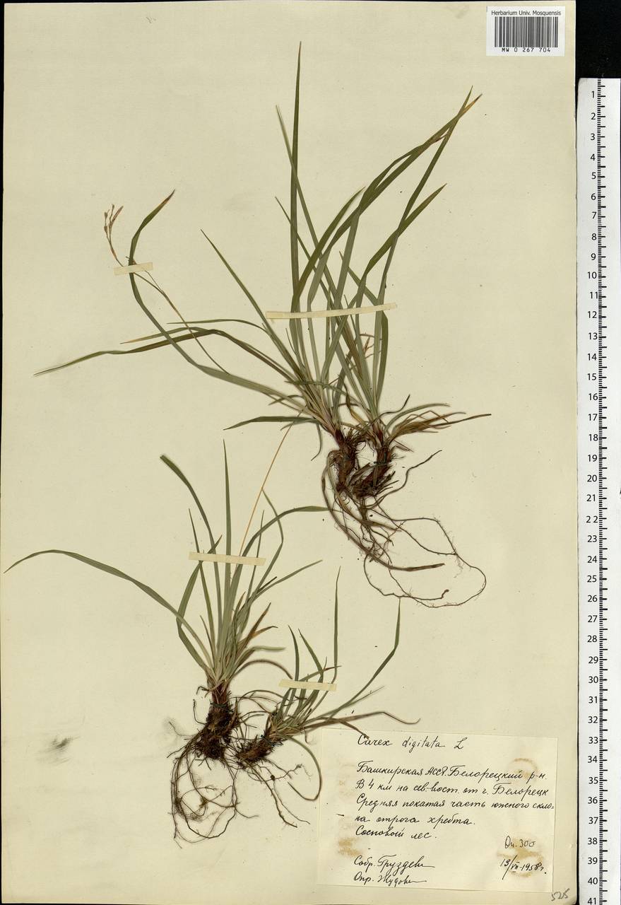 Carex digitata L., Eastern Europe, Eastern region (E10) (Russia)