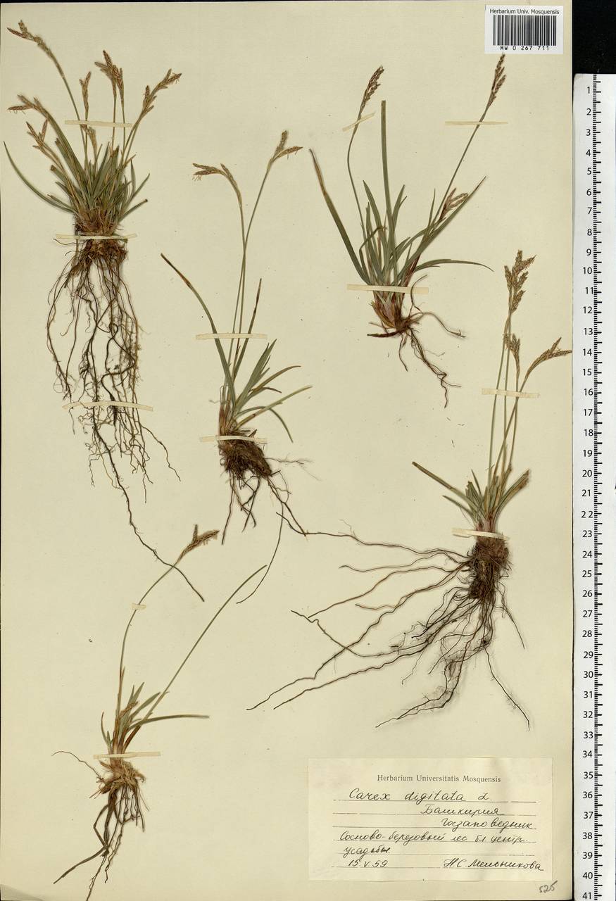 Carex digitata L., Eastern Europe, Eastern region (E10) (Russia)