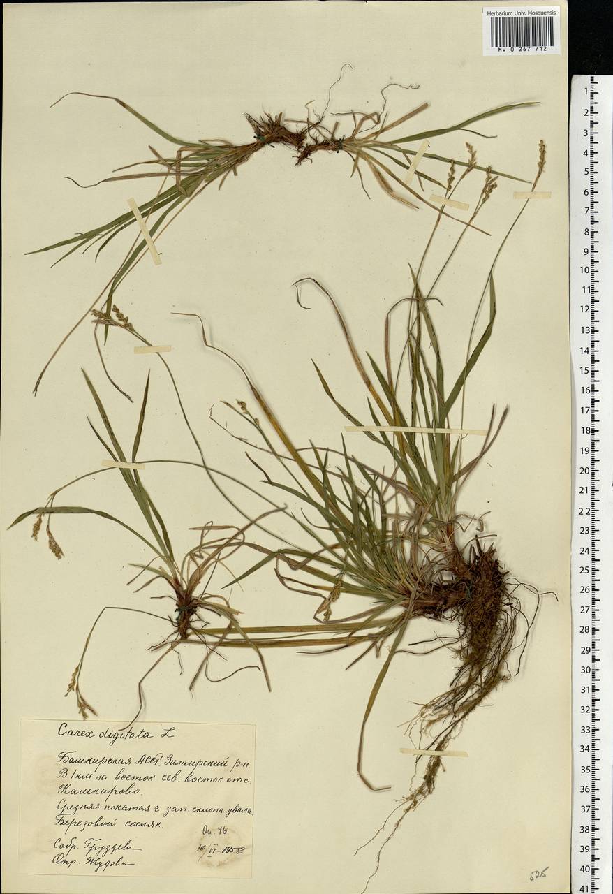 Carex digitata L., Eastern Europe, Eastern region (E10) (Russia)