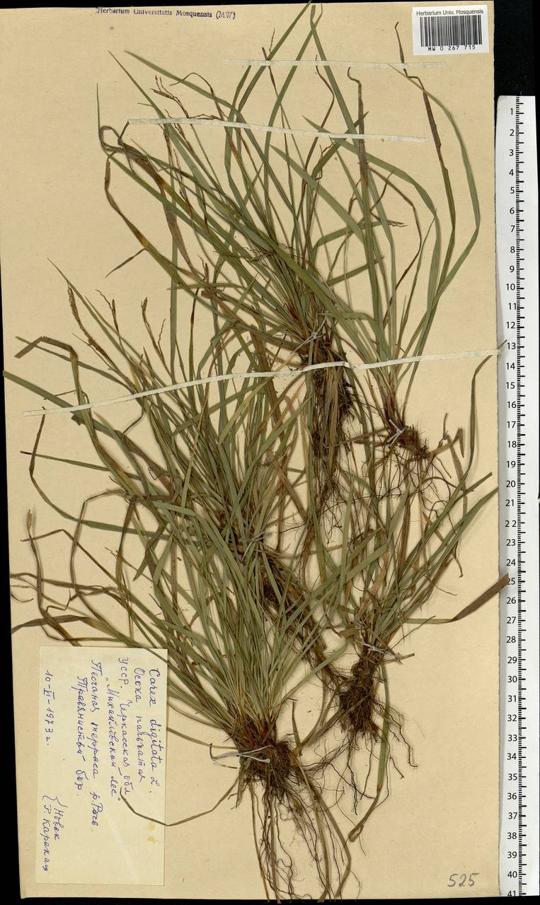 Carex digitata L., Eastern Europe, South Ukrainian region (E12) (Ukraine)