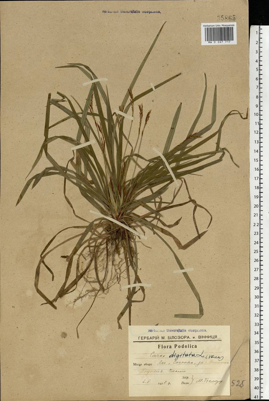 Carex digitata L., Eastern Europe, South Ukrainian region (E12) (Ukraine)