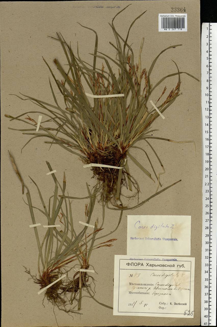 Carex digitata L., Eastern Europe, North Ukrainian region (E11) (Ukraine)