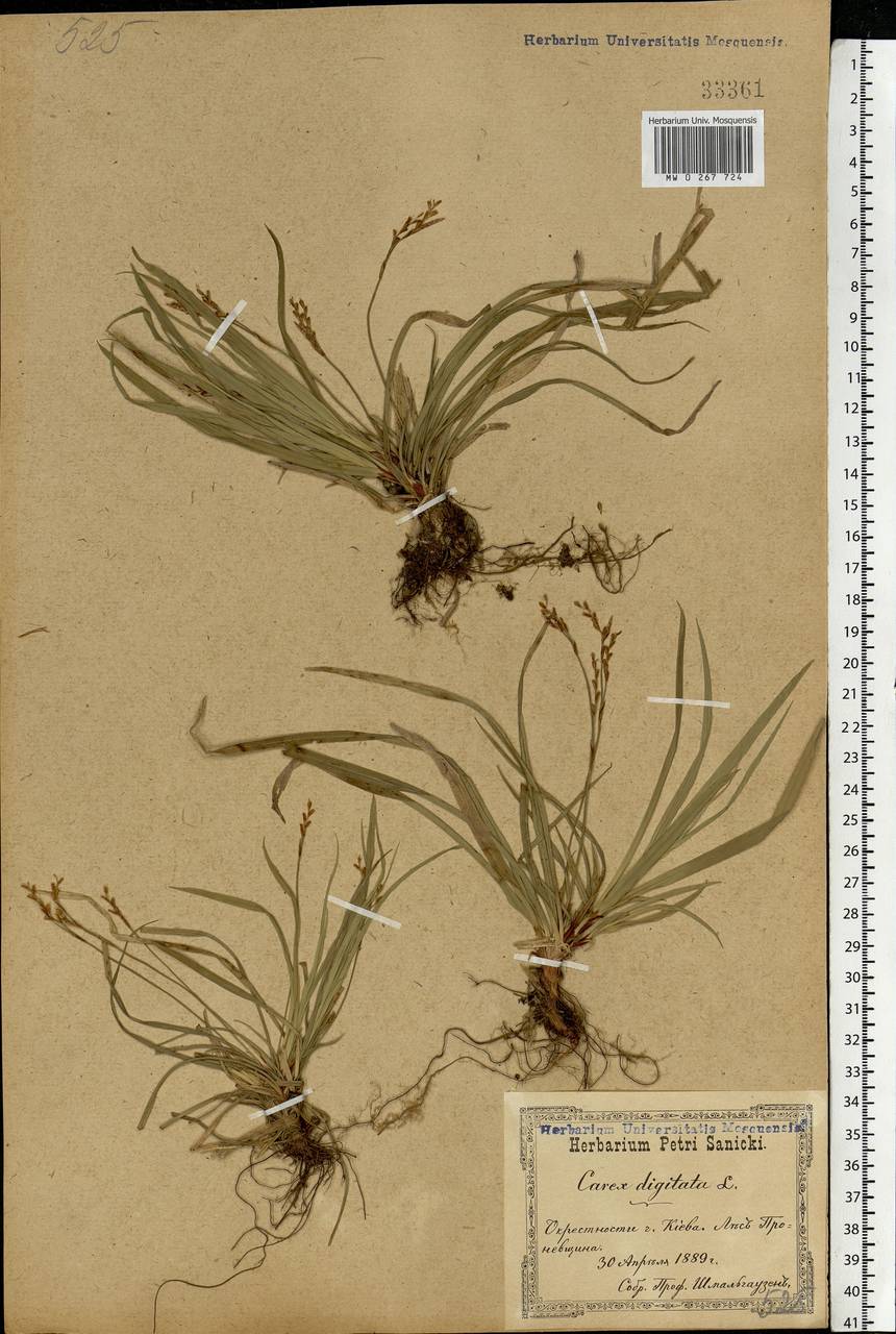 Carex digitata L., Eastern Europe, North Ukrainian region (E11) (Ukraine)