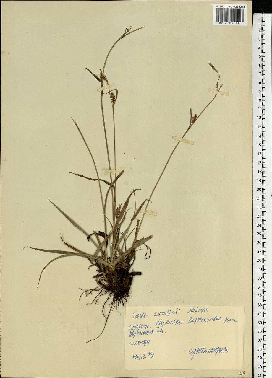 Carex diluta M.Bieb., Eastern Europe, Central forest-and-steppe region (E6) (Russia)