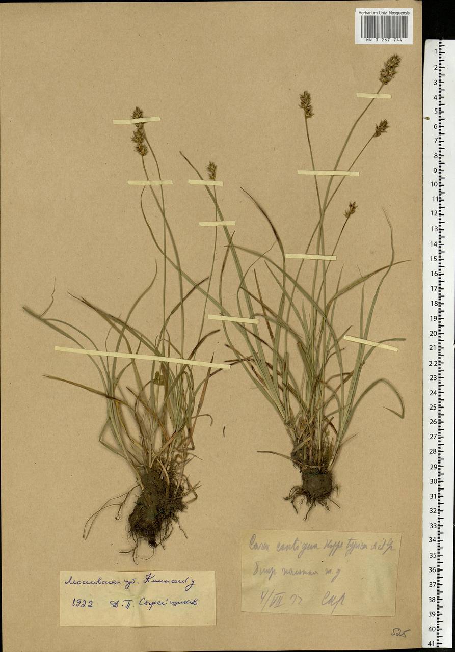 Carex spicata subsp. spicata, Eastern Europe, Moscow region (E4a) (Russia)