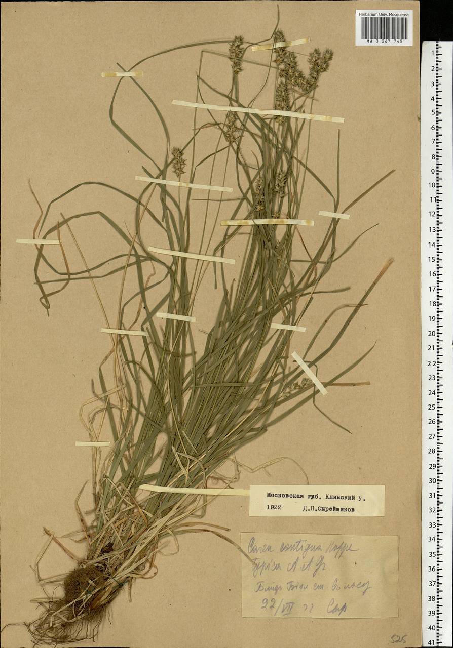 Carex spicata subsp. spicata, Eastern Europe, Moscow region (E4a) (Russia)