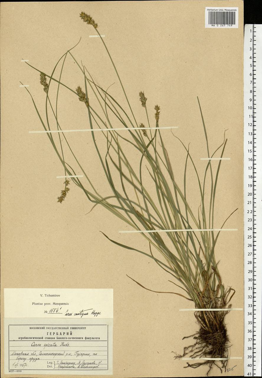 Carex spicata subsp. spicata, Eastern Europe, Moscow region (E4a) (Russia)