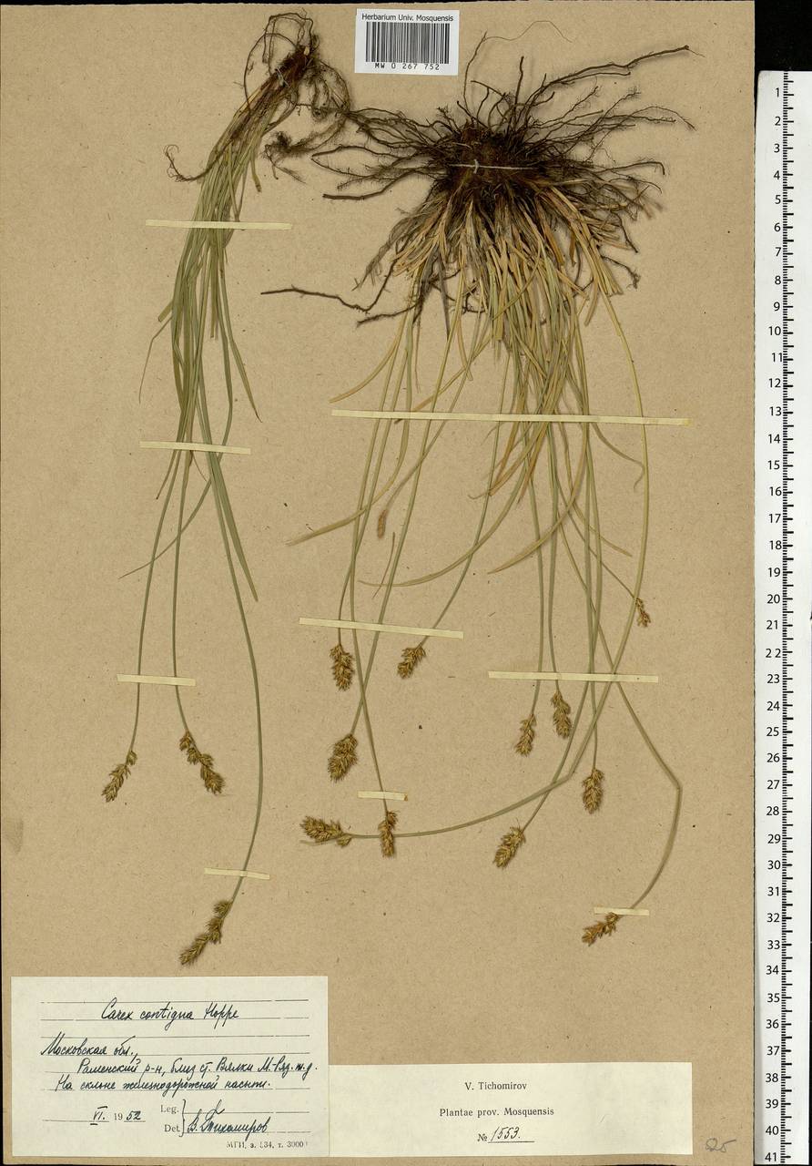 Carex spicata subsp. spicata, Eastern Europe, Moscow region (E4a) (Russia)