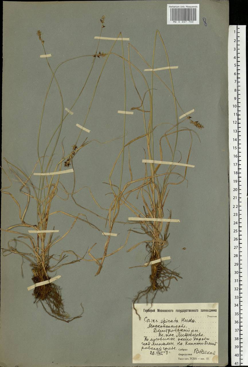 Carex spicata subsp. spicata, Eastern Europe, Moscow region (E4a) (Russia)