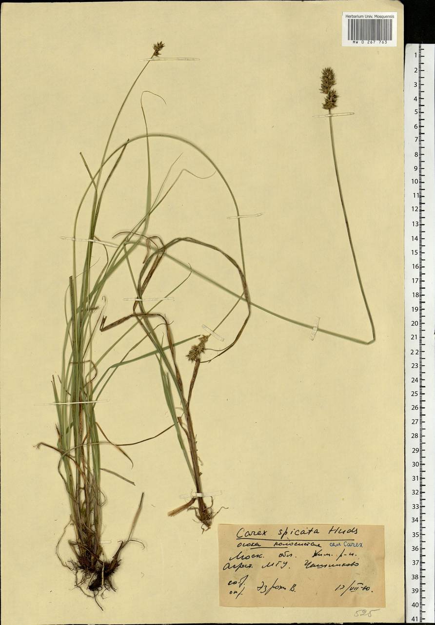 Carex spicata subsp. spicata, Eastern Europe, Moscow region (E4a) (Russia)