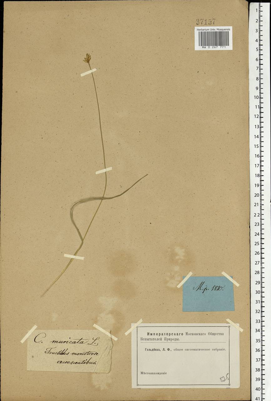 Carex spicata subsp. spicata, Eastern Europe, Moscow region (E4a) (Russia)