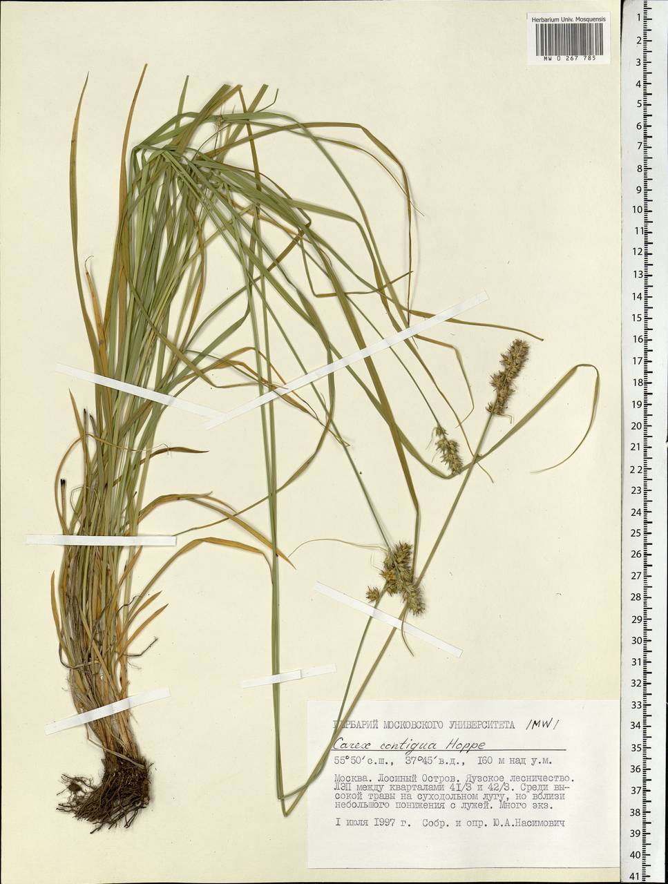 Carex spicata subsp. spicata, Eastern Europe, Moscow region (E4a) (Russia)
