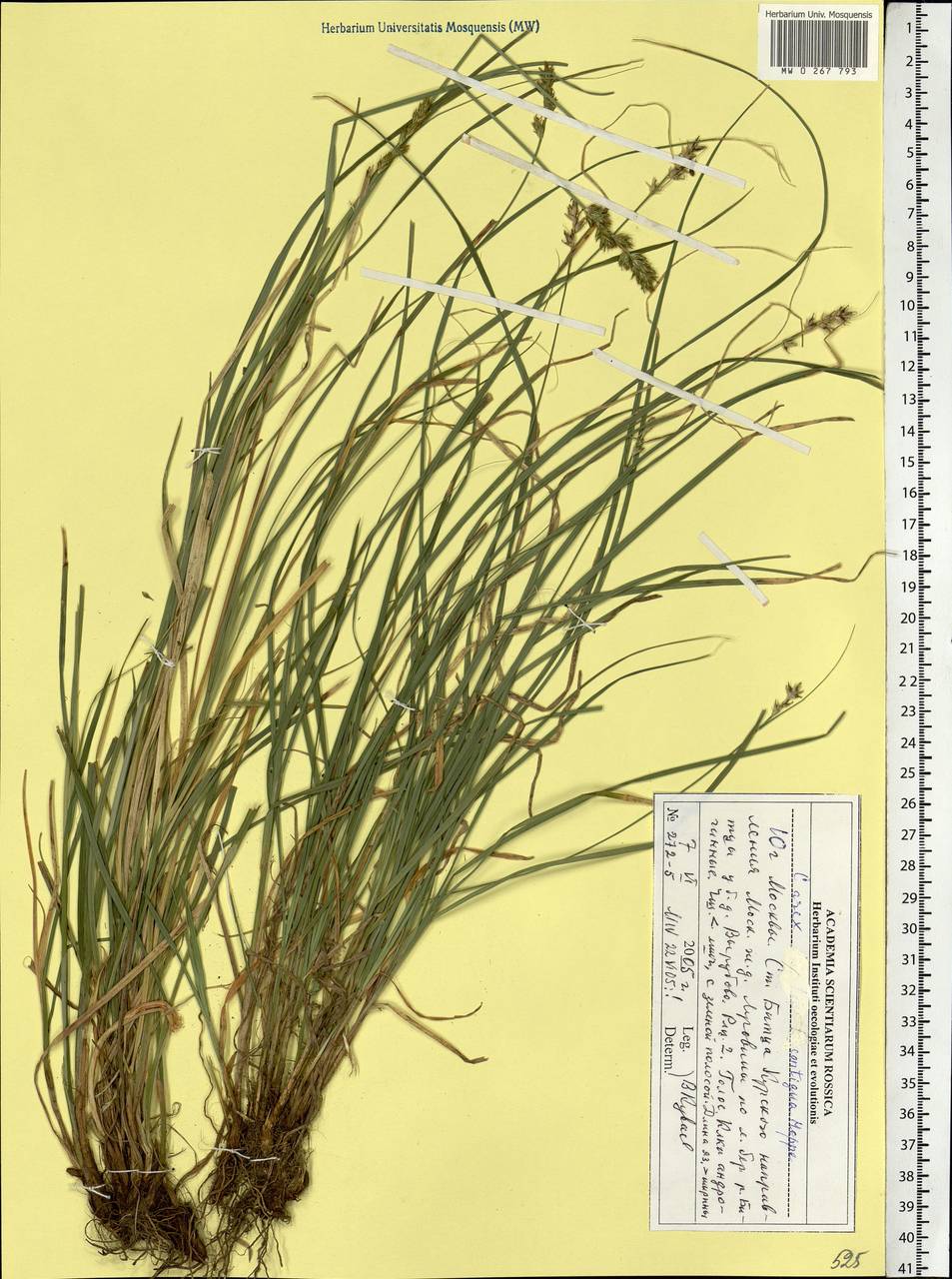 Carex spicata subsp. spicata, Eastern Europe, Moscow region (E4a) (Russia)