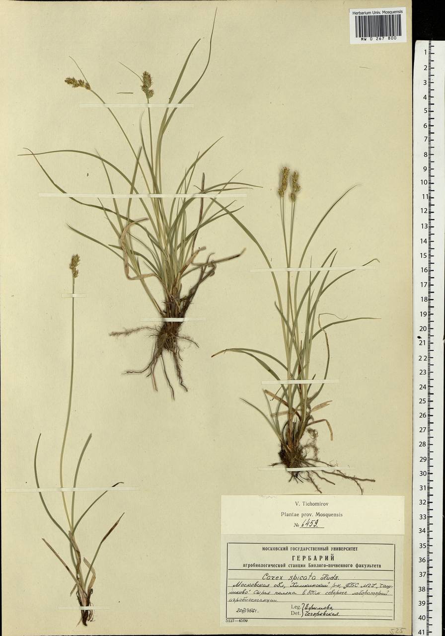 Carex spicata subsp. spicata, Eastern Europe, Moscow region (E4a) (Russia)