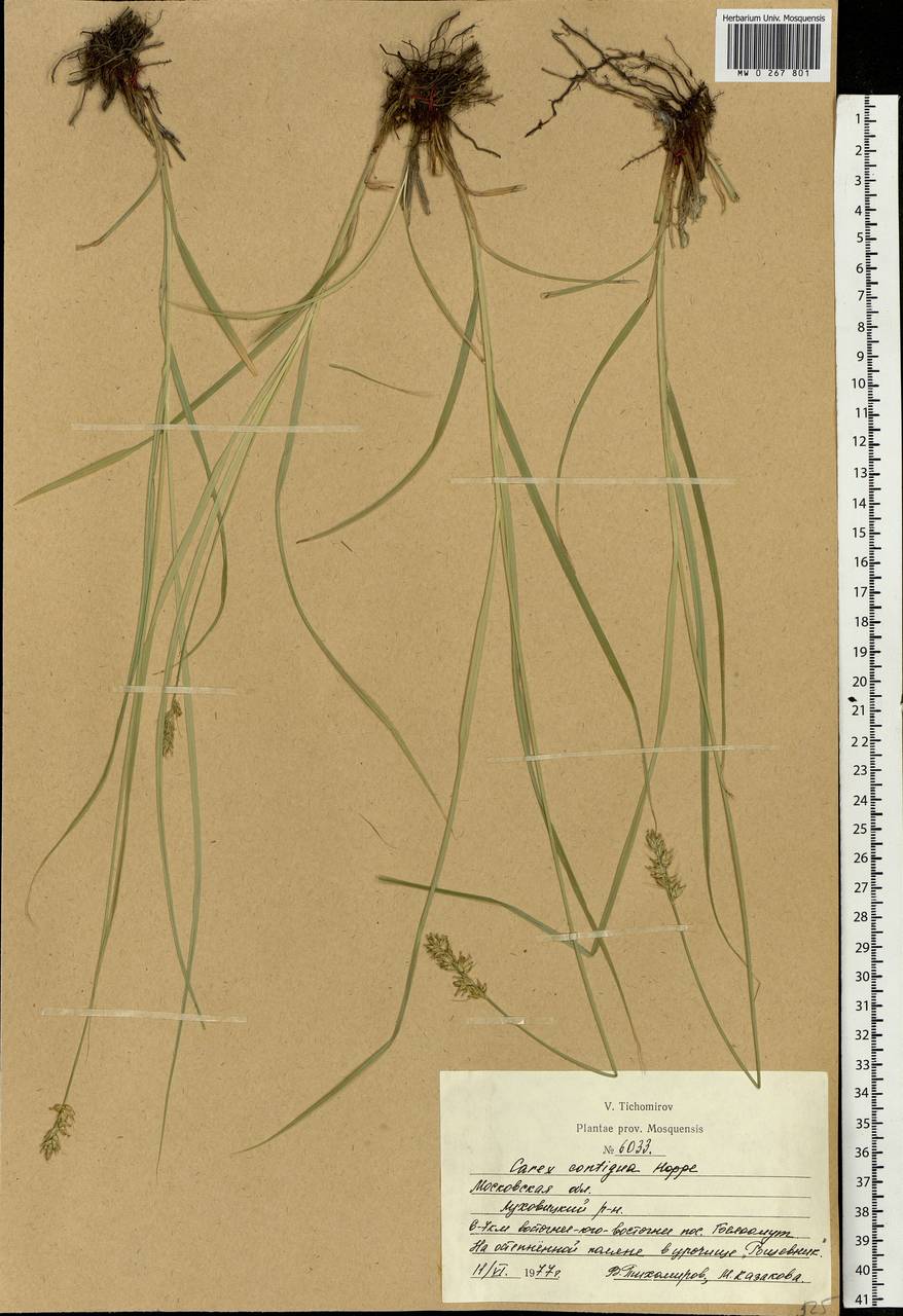 Carex spicata subsp. spicata, Eastern Europe, Moscow region (E4a) (Russia)