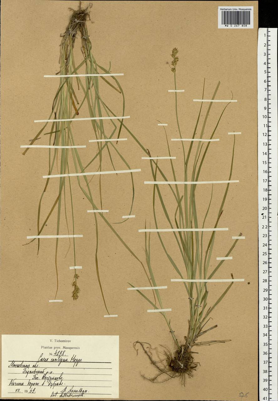 Carex spicata subsp. spicata, Eastern Europe, Moscow region (E4a) (Russia)