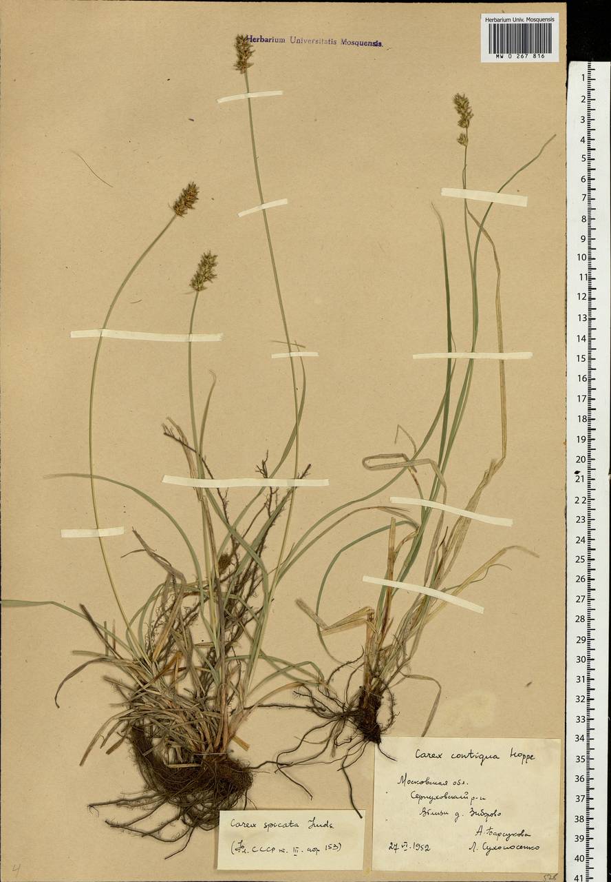 Carex spicata subsp. spicata, Eastern Europe, Moscow region (E4a) (Russia)