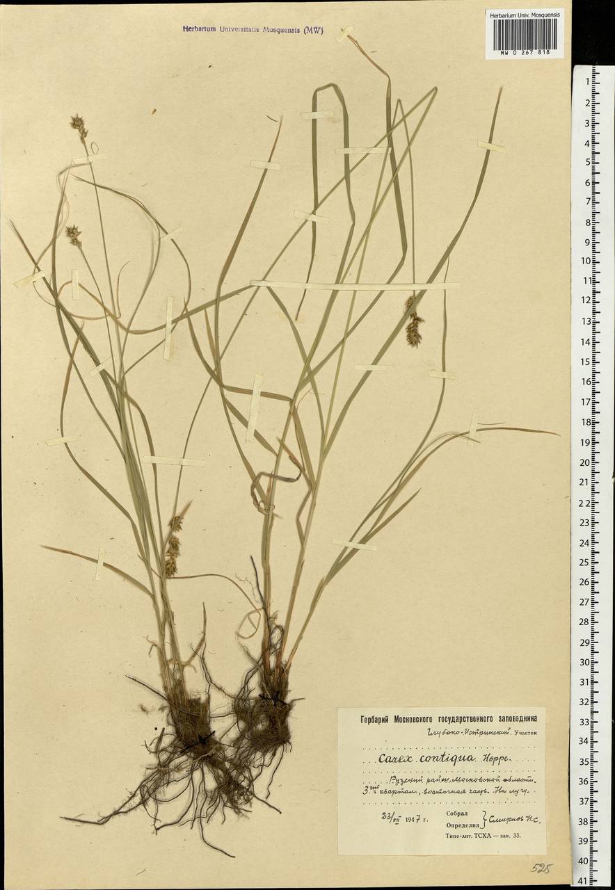 Carex spicata subsp. spicata, Eastern Europe, Moscow region (E4a) (Russia)