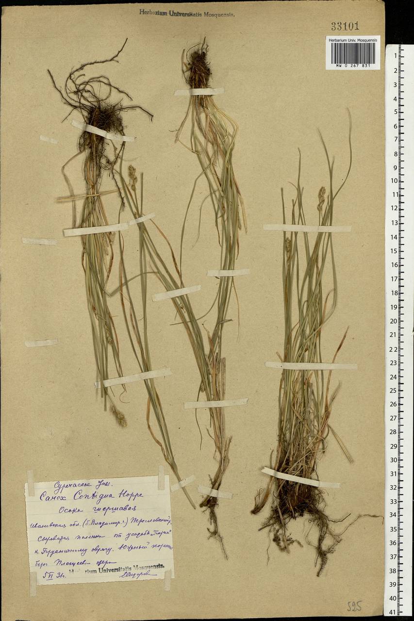 Carex spicata subsp. spicata, Eastern Europe, Central forest region (E5) (Russia)