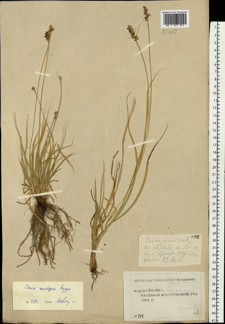 Carex spicata subsp. spicata, Eastern Europe, Central forest region (E5) (Russia)